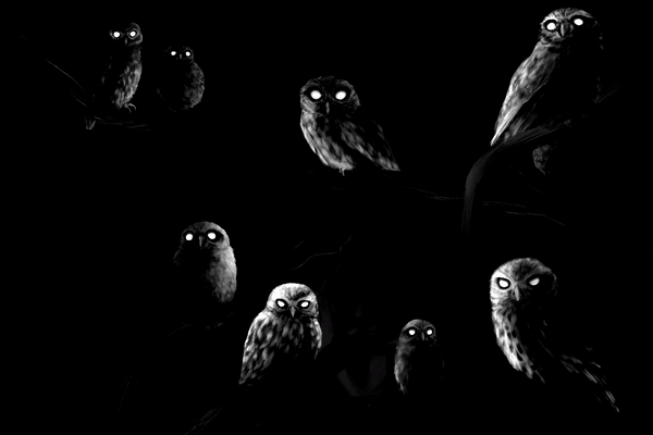 Sefa Bubbels Little Owl Forest featuring animation of owls blinking in the dark night